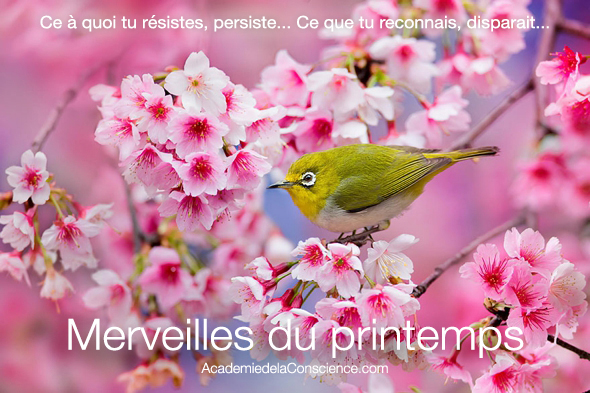 MERVEILLESDUPRINTEMPSACADEMIEDELACONSCIENCE